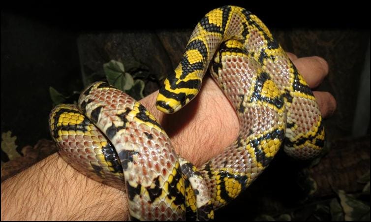 Mei-Ling the mandarin rat snake