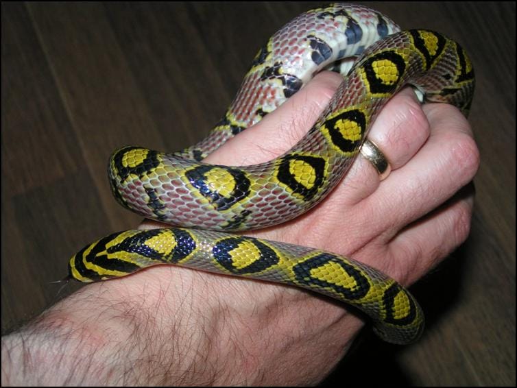 Mandarin Rat Snake