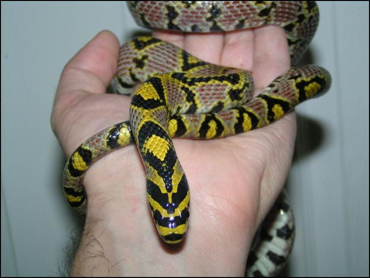 Mandarin Rat Snake