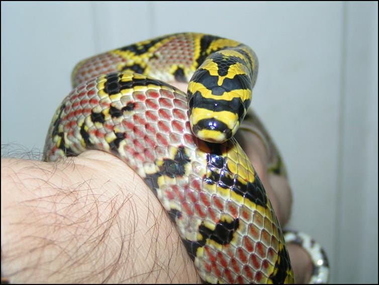 Mandarin Rat Snake