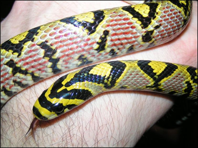 Close-up of Mandarin Rat Snake