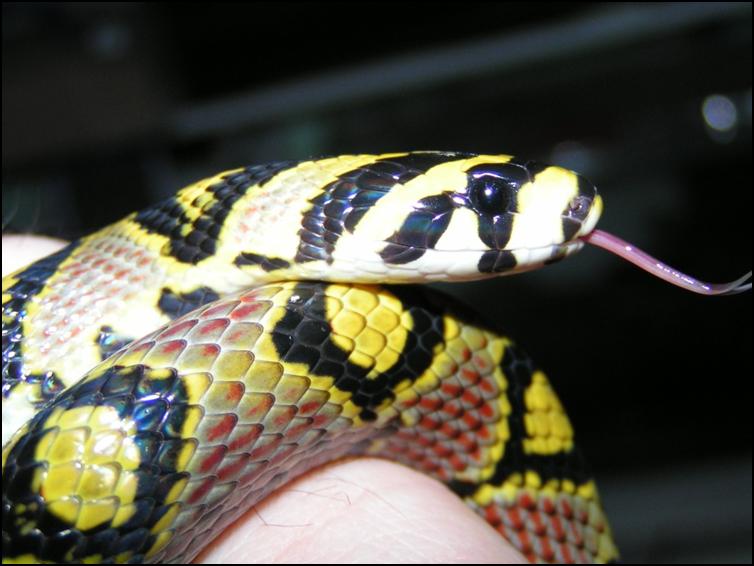 Close-up of the head and tongue of a Mandarin Rat Snake