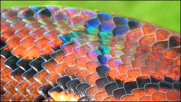 Brazilian Rainbow Boa scales close up
