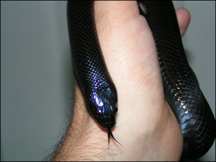 Close up of Mexican Black King Snake