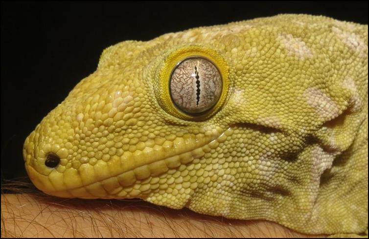 New caledonian giant gecko