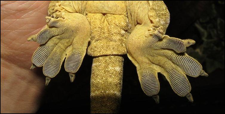 Feet of the New Caledonian Giant Gecko