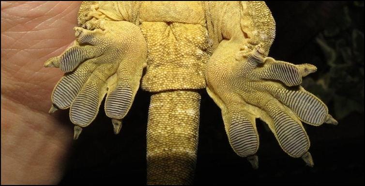 Feet of the New Caledonian Giant Gecko