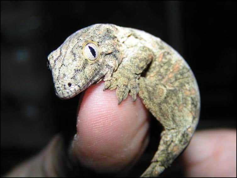 Baby New Caledonian Giant Gecko