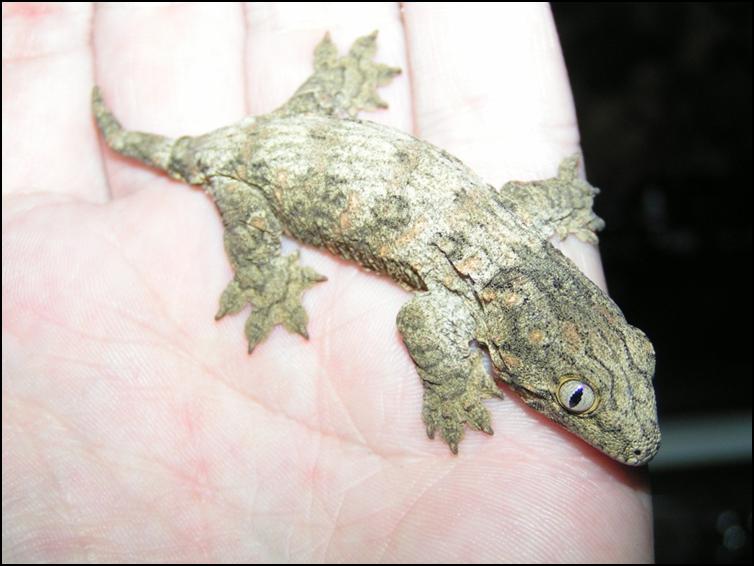 Baby New Caledonian Giant Gecko