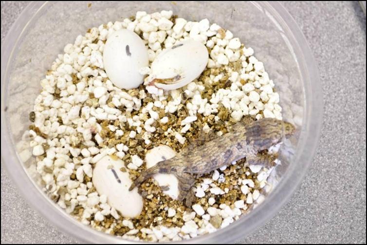 Newly hatched New Caledonian Giant Gecko