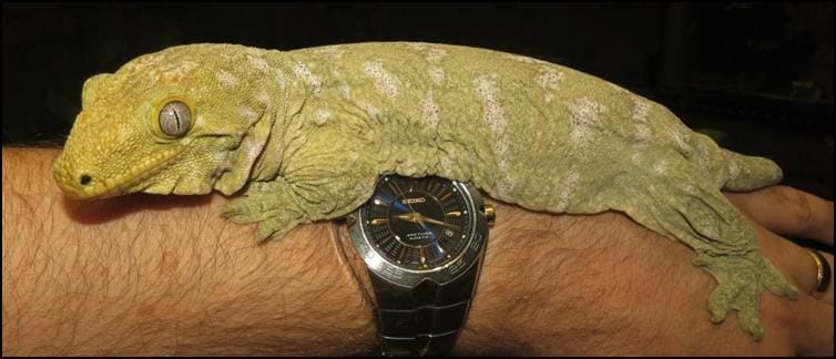 New Caledonian Giant Gecko resting on Jonathan's arm