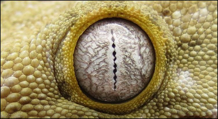 New Caledonian Giant Gecko eye