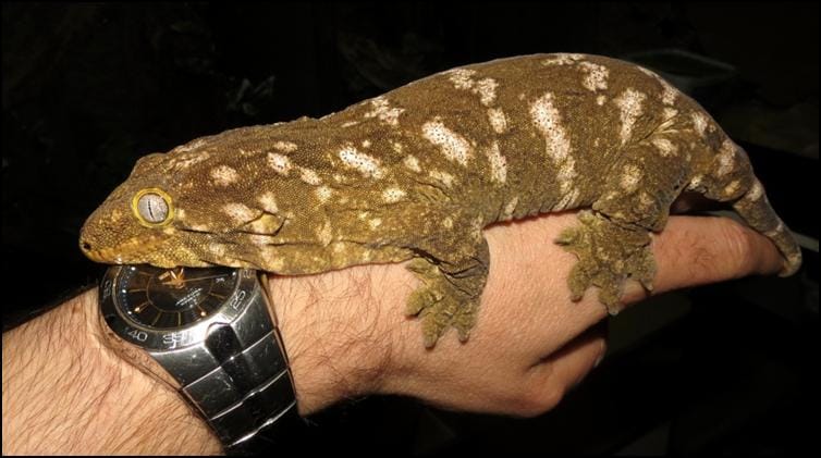 Colour variation of the New Caledonian Giant Gecko