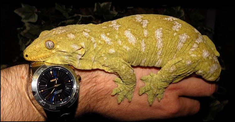 Colour variation of the New Caledonian Giant Gecko