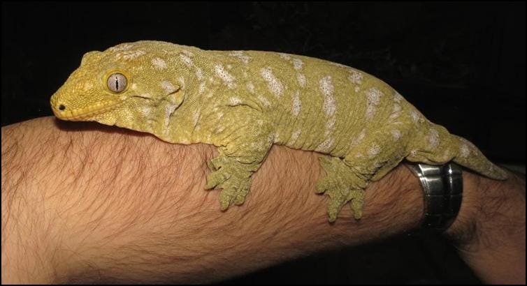 Colour variation of the New Caledonian Giant Gecko