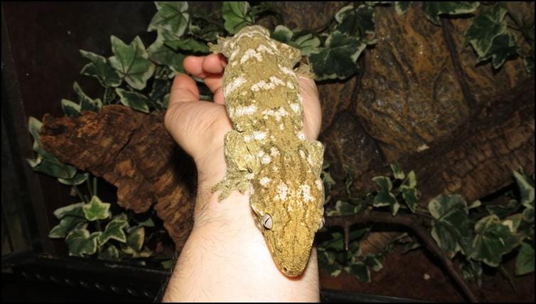 New Caledonian Giant Gecko