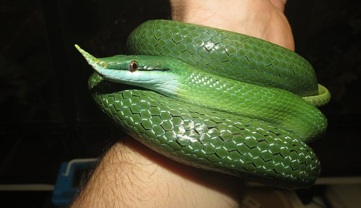 Male rhinoceros rat snake