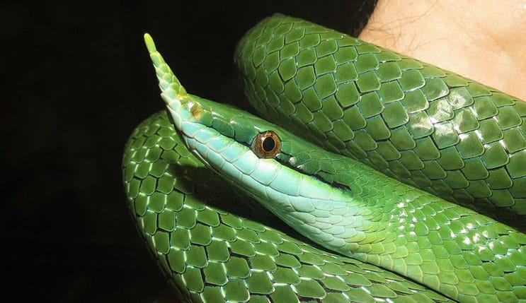 Meet the Rhinoceros rat snakes