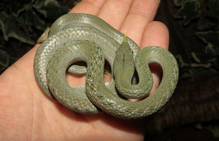 Maturing rhinoceros rat snake Rhynchophis boulengeri