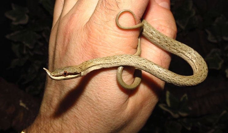 Rhinoceros rat snake Rhynchophis boulengeri