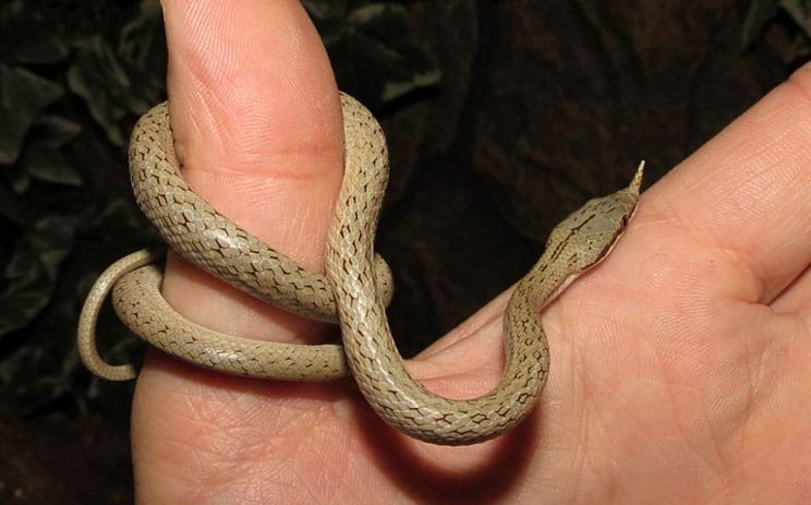 Rhinoceros rat snake Rhynchophis boulengeri