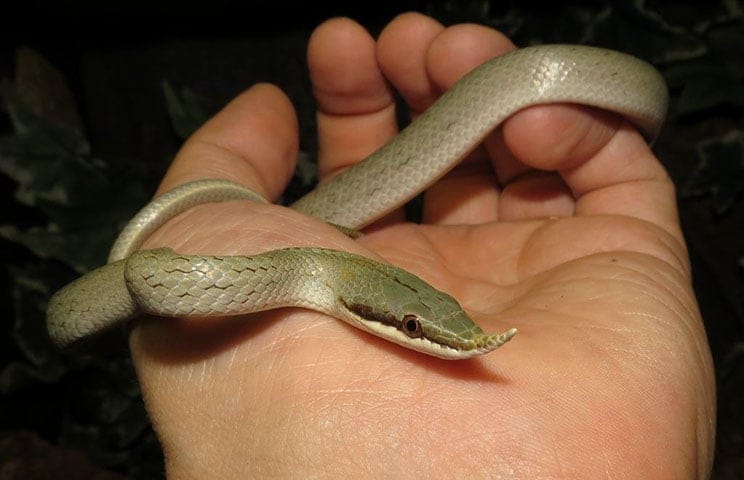 Rhinoceros rat snake Rhynchophis boulengeri