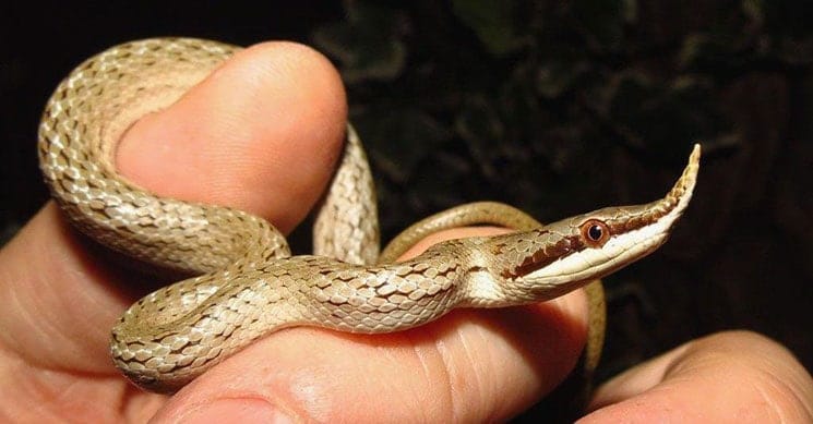 Juvenile rhinoceros rat snake