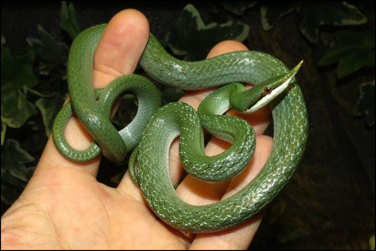 Coiled rhinoceros rat snake