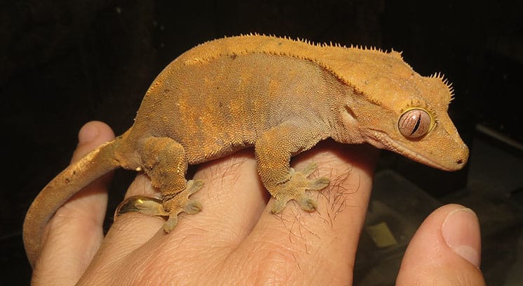 Crested Gecko Owners Guide