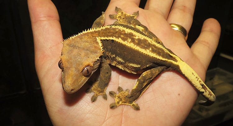 Crested Gecko