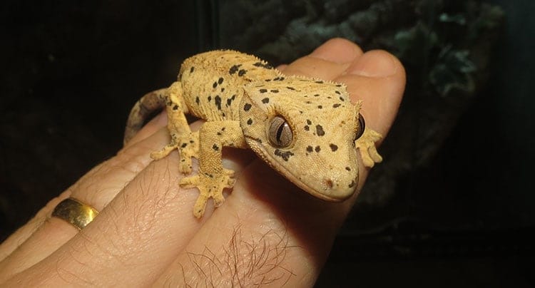 Crested Gecko