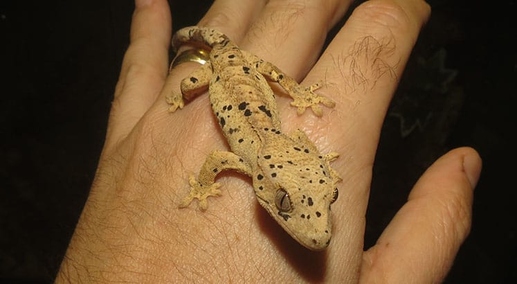 Crested Gecko