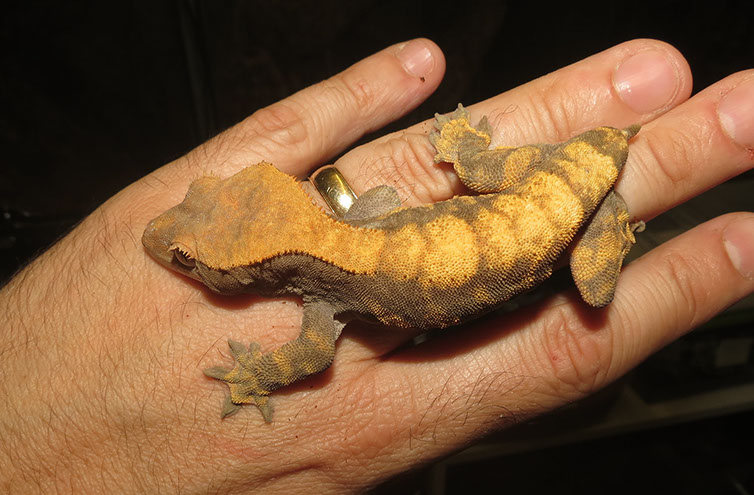 Tailless female Crested Gecko