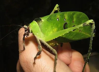 Ancyclecha fenestrata