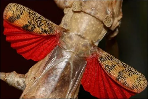 Budwing Stick Insects