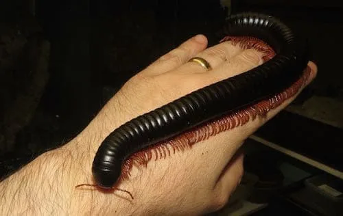 Colossobolus giganteus