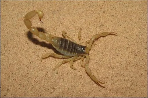 Desert Hairy Scorpions