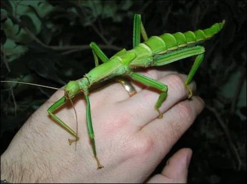 Diapherodes gigantea
