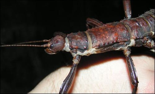 New Guinea Spiny Stick Insects
