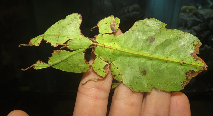 Giant leaf insect