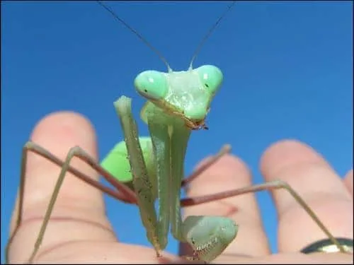Giant Asian Praying Mantis