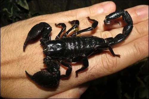 Imperial Scorpions