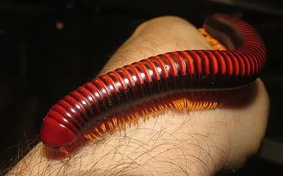 Madagascan Fire Millipedes