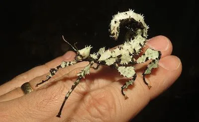 Prickly Stick Insects
