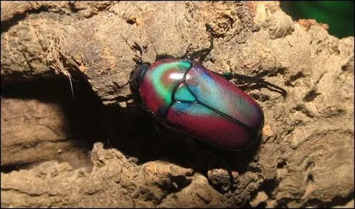 Purple Jewel Beetles