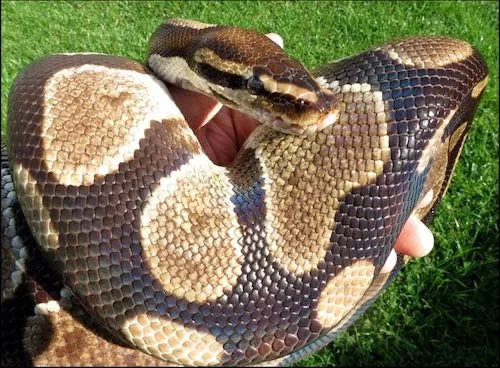 Rafiki the royal python