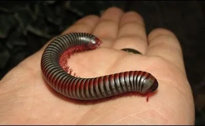 Rainbow Millipedes