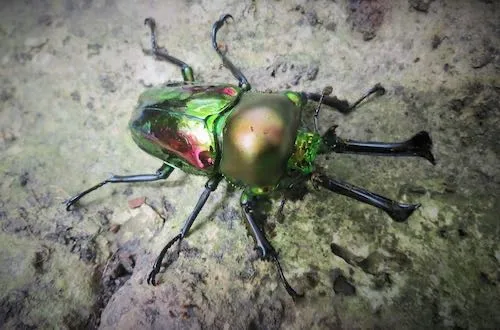 Rainbow Stag Beetles