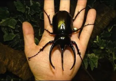Giant Rhinoceros Beetles