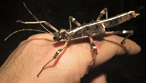 Sunny stick insect
